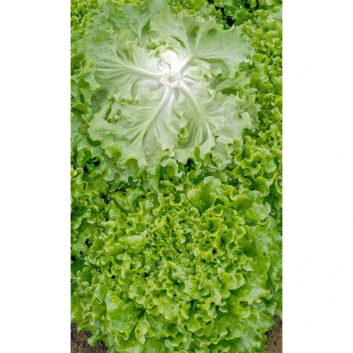 Семена Салат Лифли 0,25гр (УД) Е/П